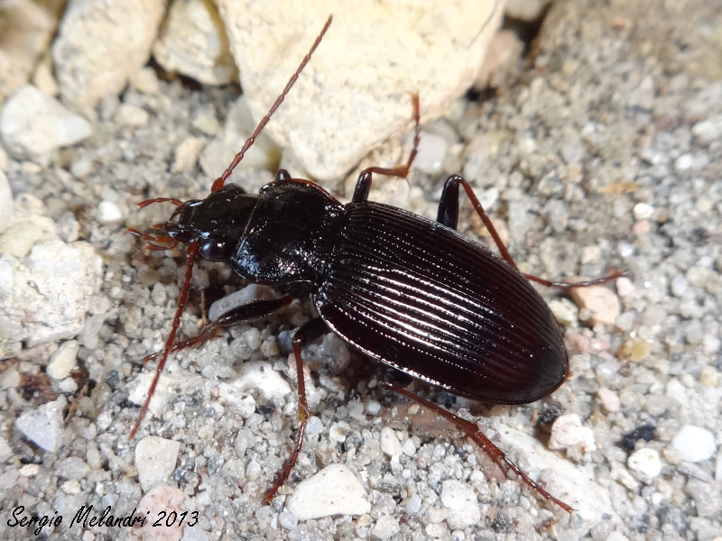 ID 1: Nebria brevicollis